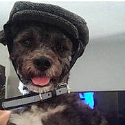 Rocky is registered to the contest to win money with this photo: dog, pet, animal, canine, hat, tweed_cap, collar, tongue_out, indoor, close_up, fur, cute, playful, face, headwear, smiling, domestic, portrait, friendly, companion