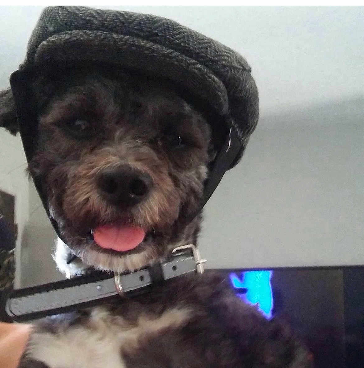 Rocky is registered to the contest to win money with this photo: dog, pet, animal, canine, hat, tweed_cap, collar, tongue_out, indoor, close_up, fur, cute, playful, face, headwear, smiling, domestic, portrait, friendly, companion