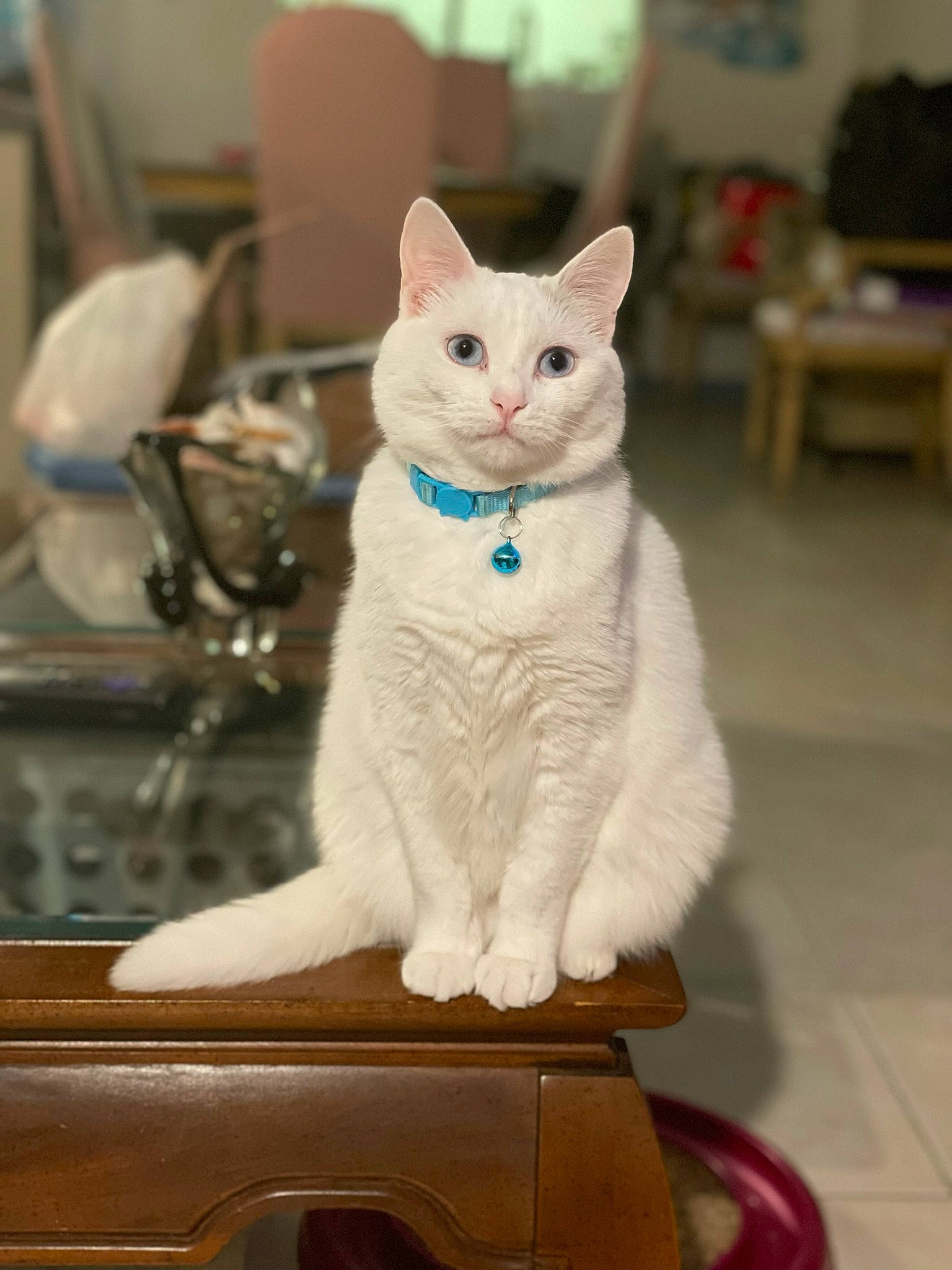 Holly is registered to the contest to win money with this photo: carnivore, cat, cat_furniture, chair, domestic_short_haired_cat, felidae, fur, paw, sitting, small_to_medium_sized_cats, snout, tail, whiskers, wood