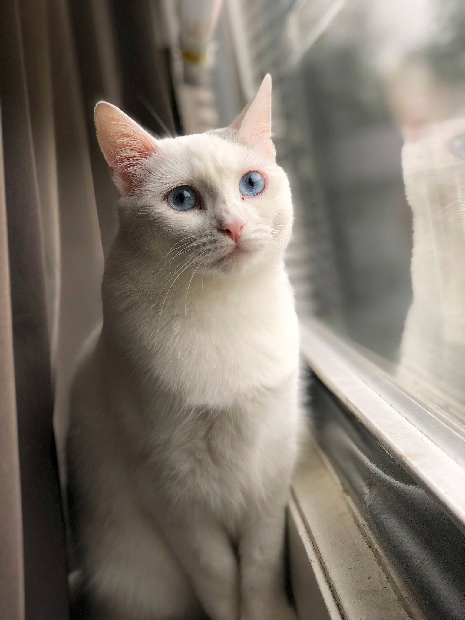 Holly joined the competition — help win amazing prizes! carnivore, cat, domestic_short_haired_cat, fawn, felidae, fur, paw, small_to_medium_sized_cats, snout, tail, whiskers, window, windshield, wood