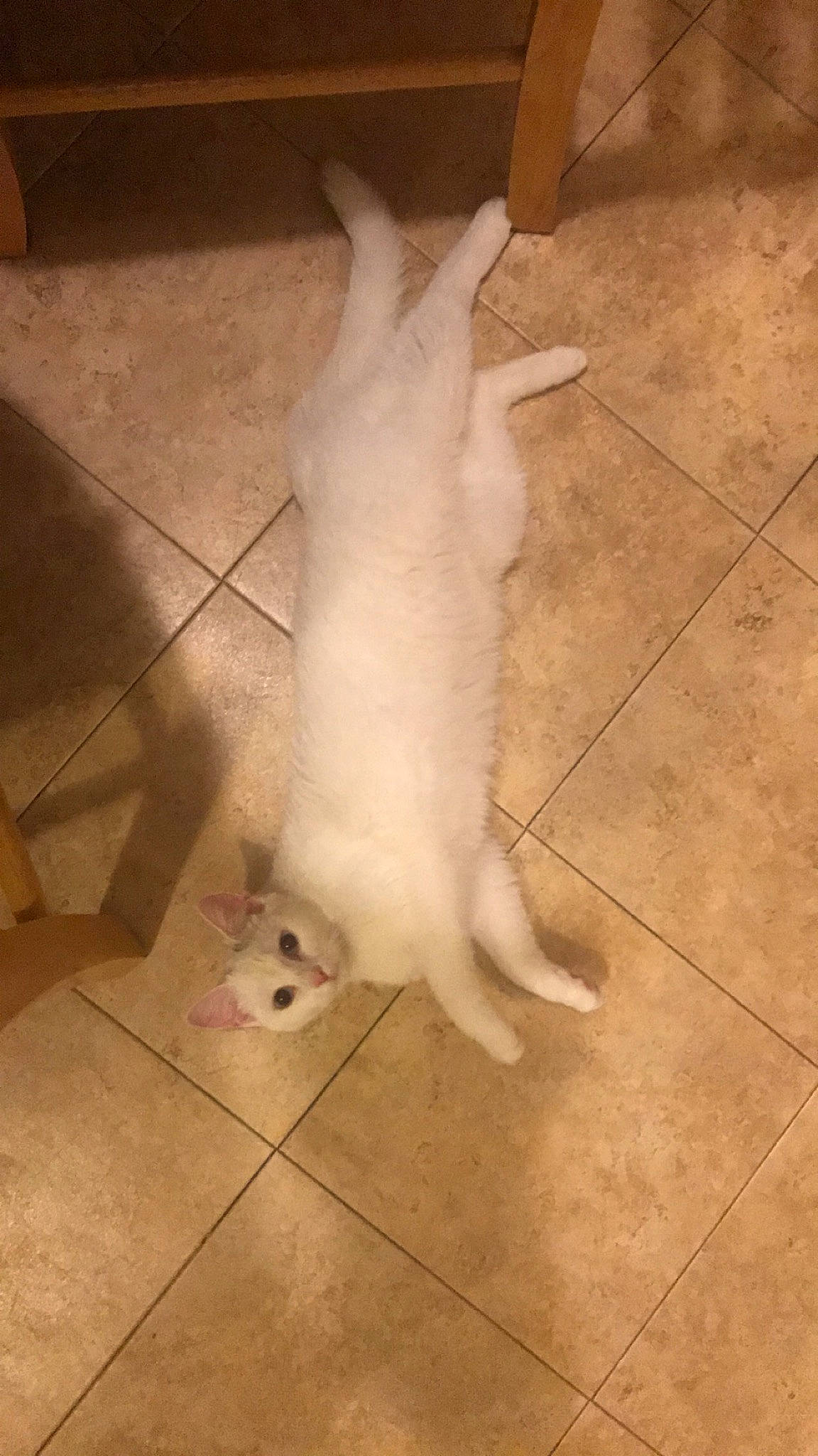 Holly joined the competition — help win amazing prizes! carnivore, cat, claw, companion_dog, dog_breed, domestic_short_haired_cat, fawn, felidae, floor, flooring, foot, hardwood, human_leg, paw, small_to_medium_sized_cats, sporting_group, tail, terrestrial_animal, whiskers, wood