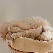 Toumy a rejoint le concours — aidez-le/la à gagner de superbes lots ! angora, animal, canine, cat, clothing, couch, cushion, dog, dogbed, face, fur, furniture, head, homedecor, kitten, person, pet, siamese, sleeping, toy