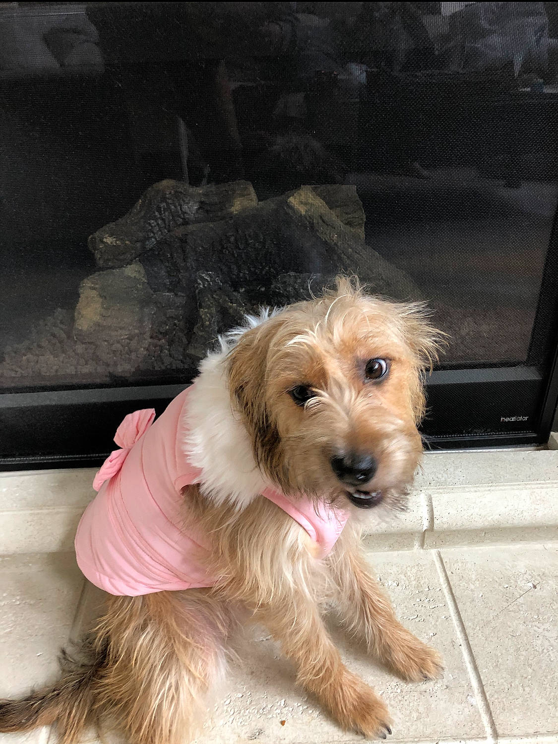 Bailey joined the competition — help win amazing prizes! bosnian_coarse_haired_hound, cairn_terrier, canidae, carnivore, companion_dog, dog, dog_breed, dutch_smoushond, mammal, norfolk_terrier, petit_basset_griffon_vendeen, poodle_crossbreed, puppy, rare_breed_dog, schnoodle, small_terrier, sporting_group, sporting_lucas_terrier, terrier, vertebrate