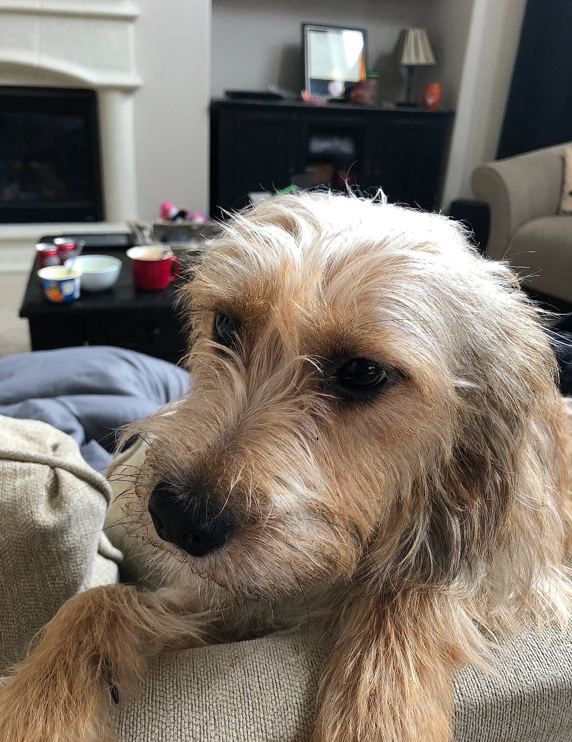 Bailey joined the competition — help win amazing prizes! bosnian_coarse_haired_hound, briquet_griffon_vendeen, canidae, carnivore, companion_dog, dog, dog_breed, dutch_smoushond, glen_of_imaal_terrier, grand_basset_griffon_vendeen, mammal, otterhound, petit_basset_griffon_vendeen, rare_breed_dog, schnoodle, small_terrier, snout, sporting_group, terrier, vertebrate