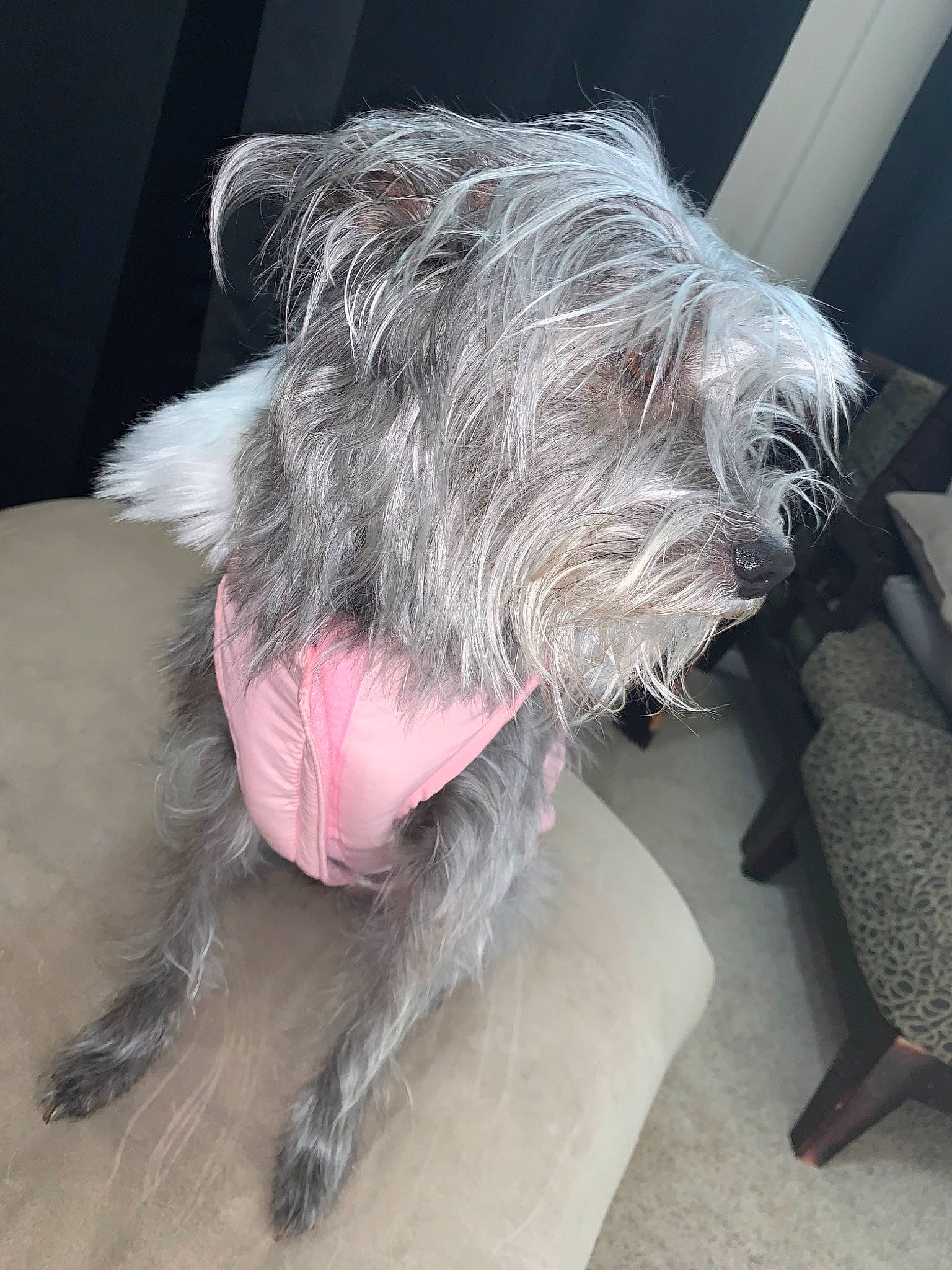 Maggie joined the competition — help win amazing prizes! canidae, carnivore, catalan_sheepdog, dog, dog_breed, glen_of_imaal_terrier, irish_soft_coated_wheaten_terrier, irish_wolfhound, mammal, miniature_schnauzer, rare_breed_dog, schnauzer, sealyham_terrier, small_terrier, snout, sporting_group, standard_schnauzer, terrier, toy_dog, vertebrate