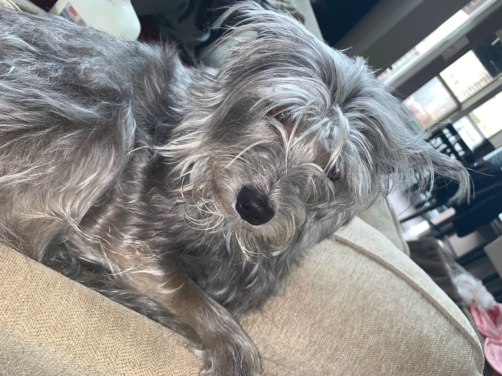 Maggie is registered to the contest to win money with this photo: canidae, carnivore, catalan_sheepdog, companion_dog, dog, dog_breed, dutch_smoushond, glen_of_imaal_terrier, irish_wolfhound, mammal, miniature_schnauzer, puppy, rare_breed_dog, schnauzer, schnoodle, scottish_deerhound, snout, sporting_group, terrier, vertebrate