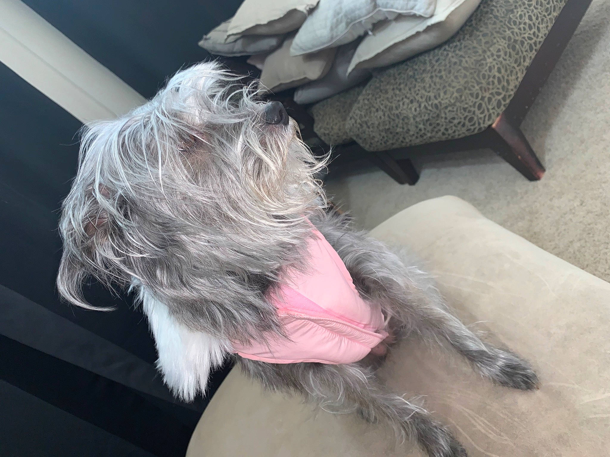 Maggie is registered to the contest to win money with this photo: canidae, carnivore, companion_dog, dog, dog_breed, ear, fur, miniature_schnauzer, non_sporting_group, puppy, schnauzer, shih_tzu, tail, terrier, toy_dog