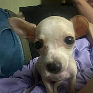 Tini is registered to the contest to win money with this photo: dog, chihuahua, small_dog, pet, animal, ears, eyes, blanket, purple, person, jeans, casual_clothing, indoor, relaxing, closeup, cute, face, snout, fur, companion
