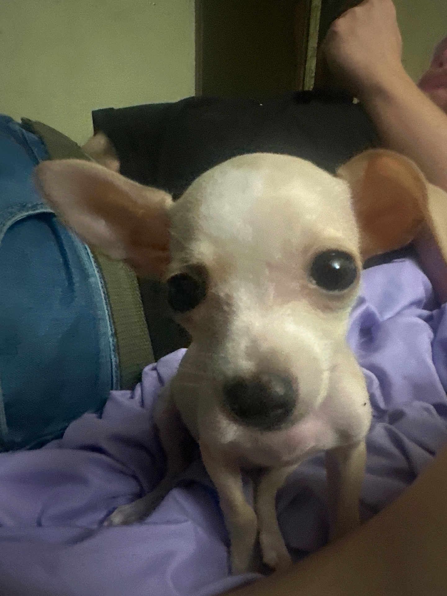 Tini