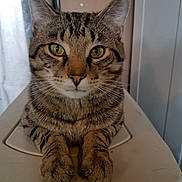 Snickers joined the competition — help win amazing prizes! cat, tabby_cat, pet, animal, feline, close_up, yellow_eyes, whiskers, paws, sitting, indoor, fur, striped_fur, calm, portrait, domestic_cat, cute, looking_at_camera, focus, animal_portrait