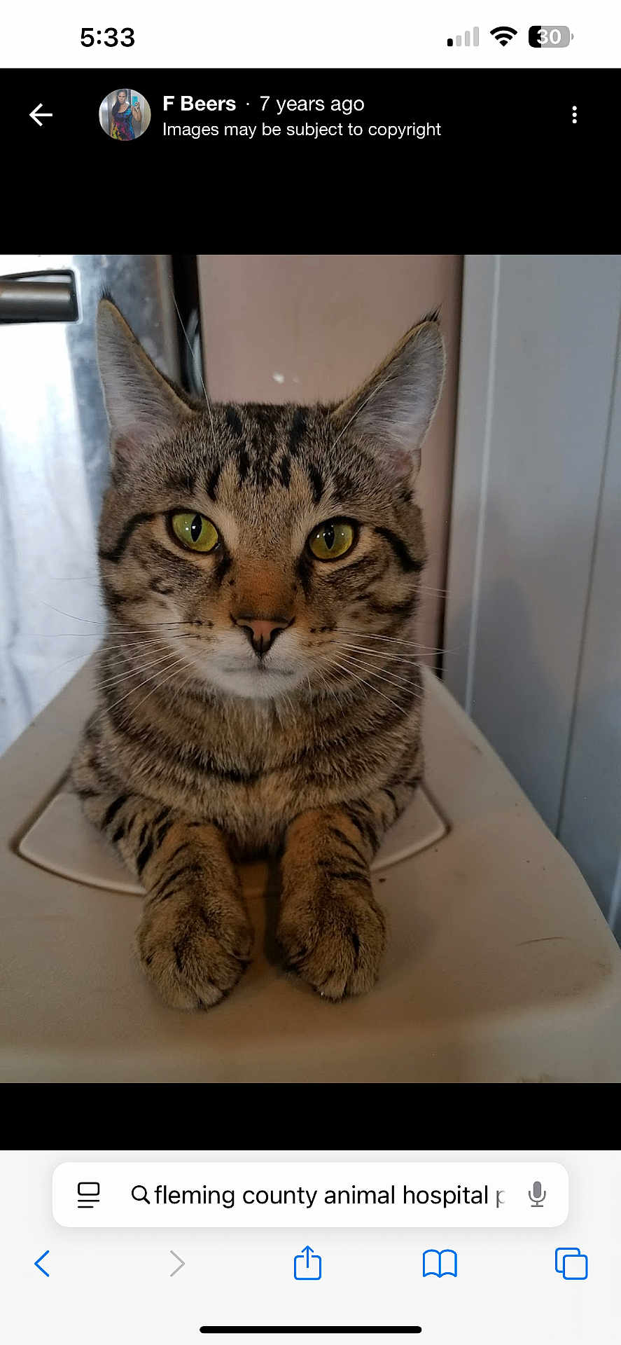 Snickers joined the competition — help win amazing prizes! cat, tabby_cat, pet, animal, feline, close_up, yellow_eyes, whiskers, paws, sitting, indoor, fur, striped_fur, calm, portrait, domestic_cat, cute, looking_at_camera, focus, animal_portrait