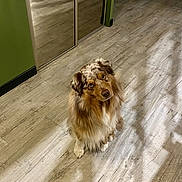 Scott participe au concours pour gagner de l'argent avec cette photo : dog, indoor, wooden_floor, potted_plant, green_wall, wire_gate, pet, animal, furniture, reflection, chair, home, flooring, brown_dog, curious, sitting, domestic, houseplant, cozy, quiet