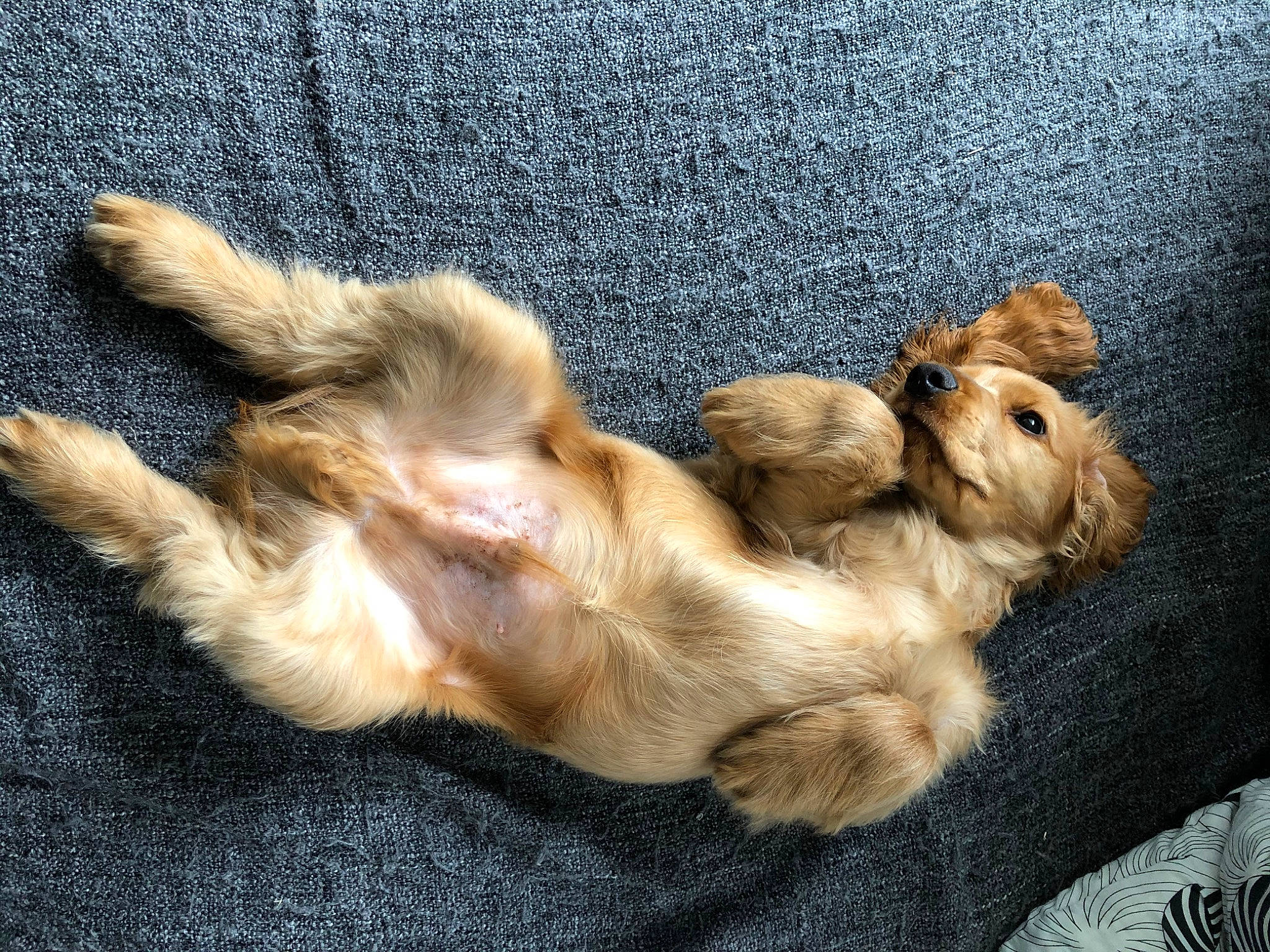 Rio a rejoint le concours — aidez-le/la à gagner de superbes lots ! canidae, carnivore, cavapoo, cocker_spaniel, companion_dog, dog, dog_breed, fawn, havanese, lhasa_apso, liver, mammal, morkie, paw, puppy, puppy_love, sporting_group, tail, yorkipoo, yorkshire_terrier