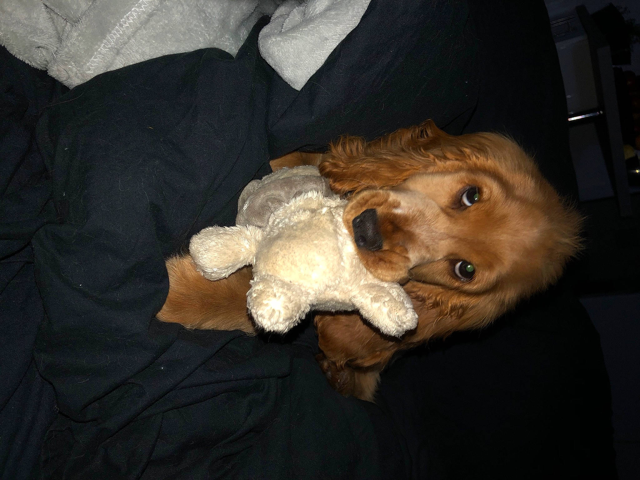 Rio participe au concours pour gagner de l'argent avec cette photo : american_cocker_spaniel, canidae, carnivore, cavachon, cavapoo, cockapoo, companion_dog, dog, dog_breed, english_cocker_spaniel, goldendoodle, puppy, spaniel, sporting_group