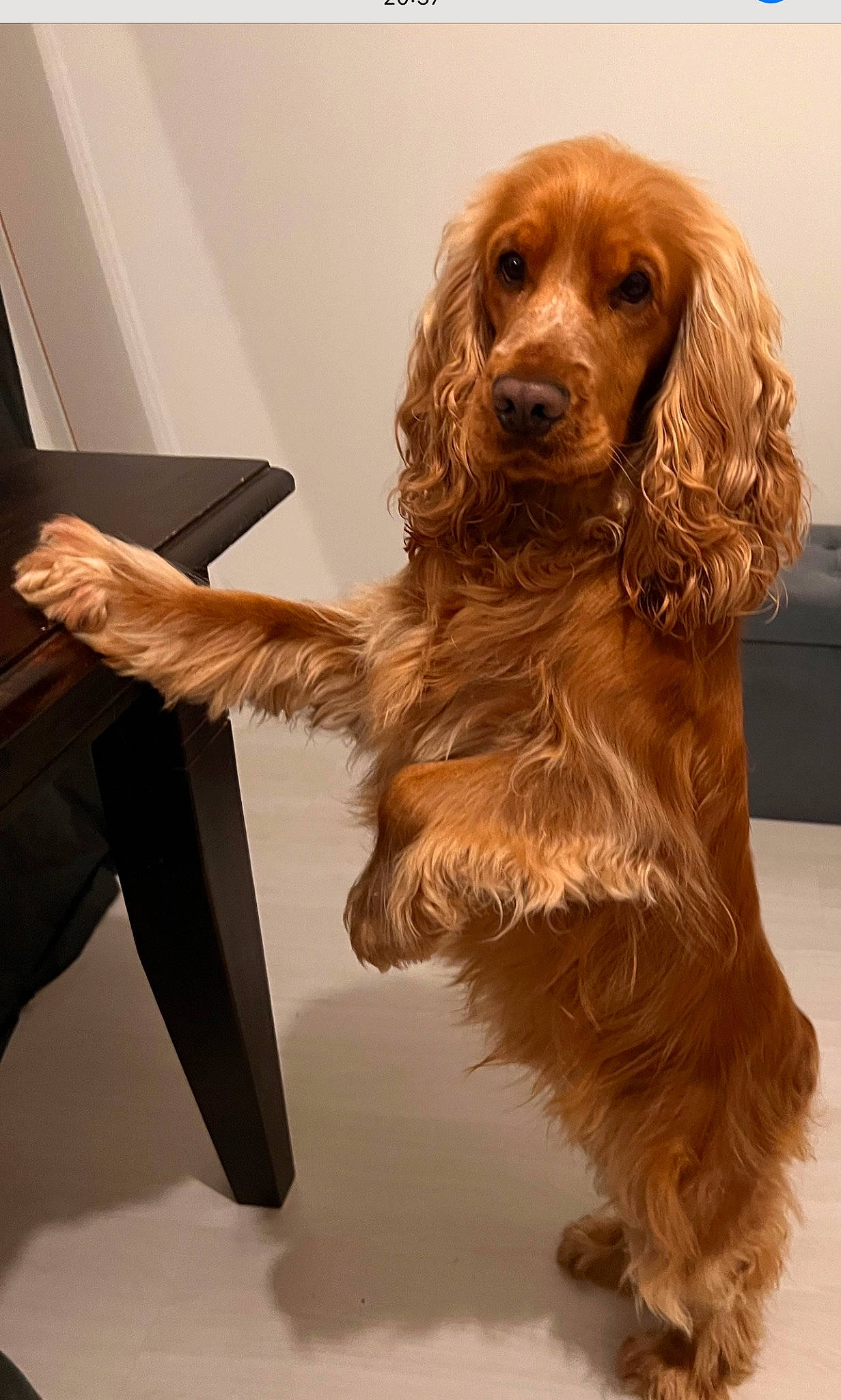 Rio a rejoint le concours — aidez-le/la à gagner de superbes lots ! canidae, carnivore, cocker_spaniel, companion_dog, dog, dog_breed, event, fawn, flooring, fur, gun_dog, liver, snout, spaniel, sporting_group, working_animal