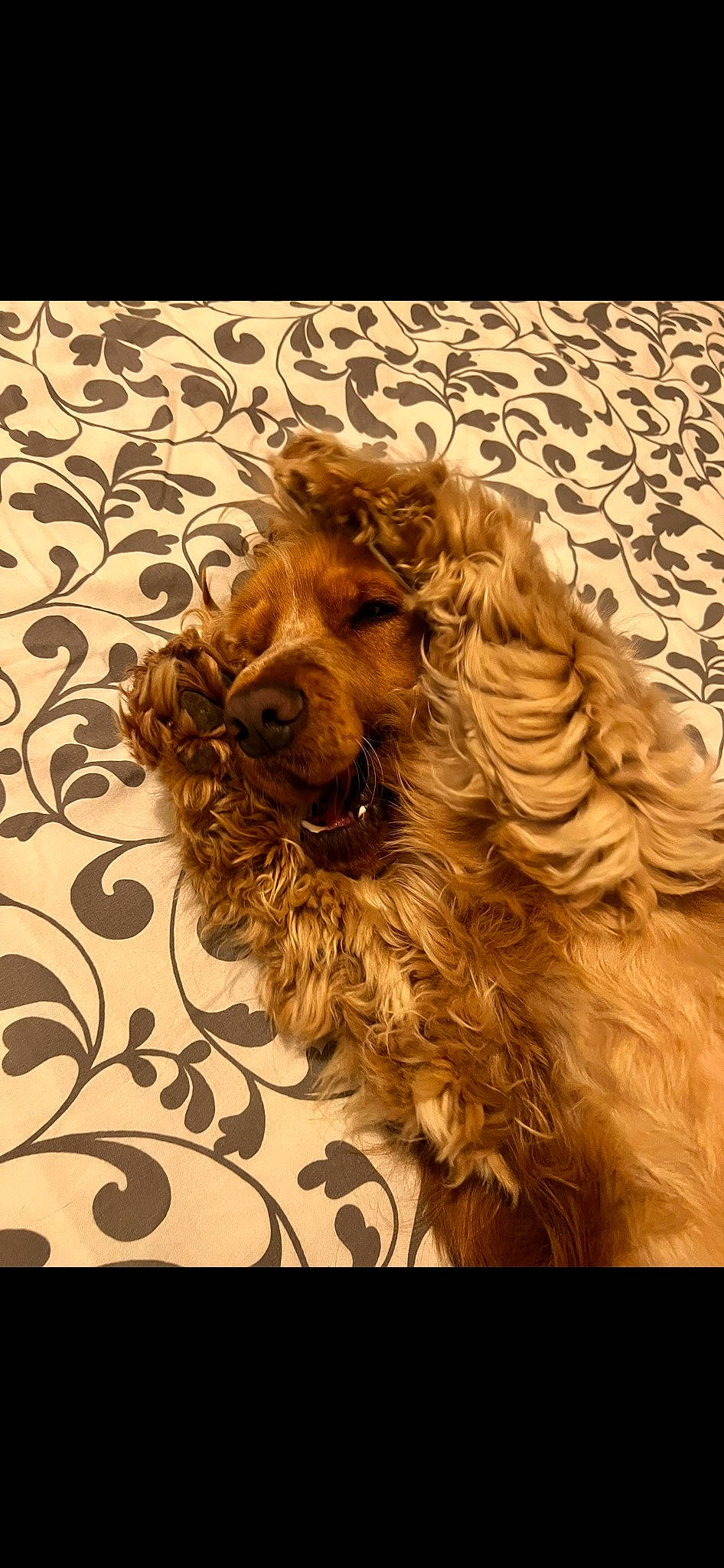 Rio participe au concours pour gagner de l'argent avec cette photo : art, brown, carnivore, companion_dog, dog_breed, fashion_accessory, font, fur, liver, metal, pattern, rectangle, ringlet, visual_arts, water_dog, wood, working_animal