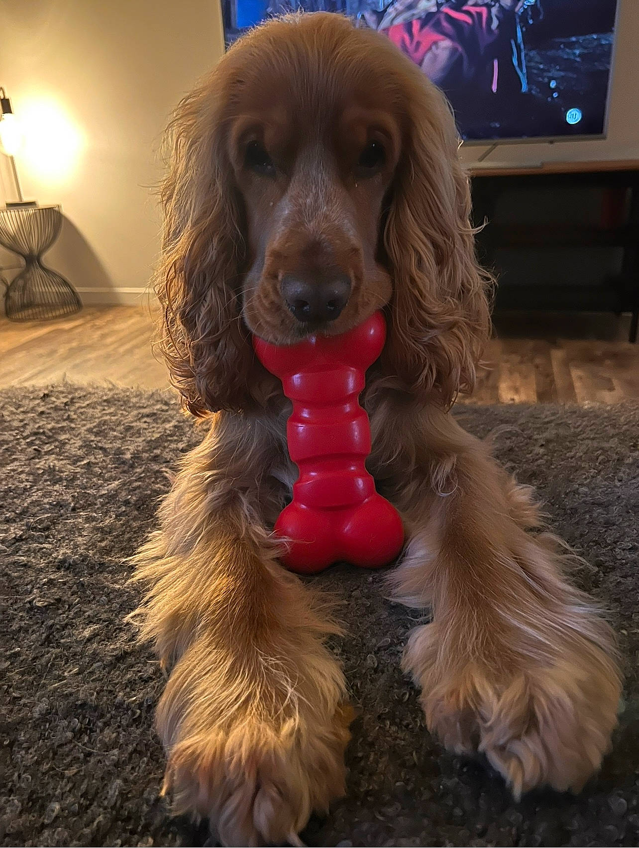 Rio a rejoint le concours — aidez-le/la à gagner de superbes lots ! canidae, carnivore, companion_dog, dog, dog_breed, dog_collar, dog_supply, fawn, flooring, fur, gun_dog, lamp, liver, pet_supply, snout, spaniel, sporting_group, television, working_animal