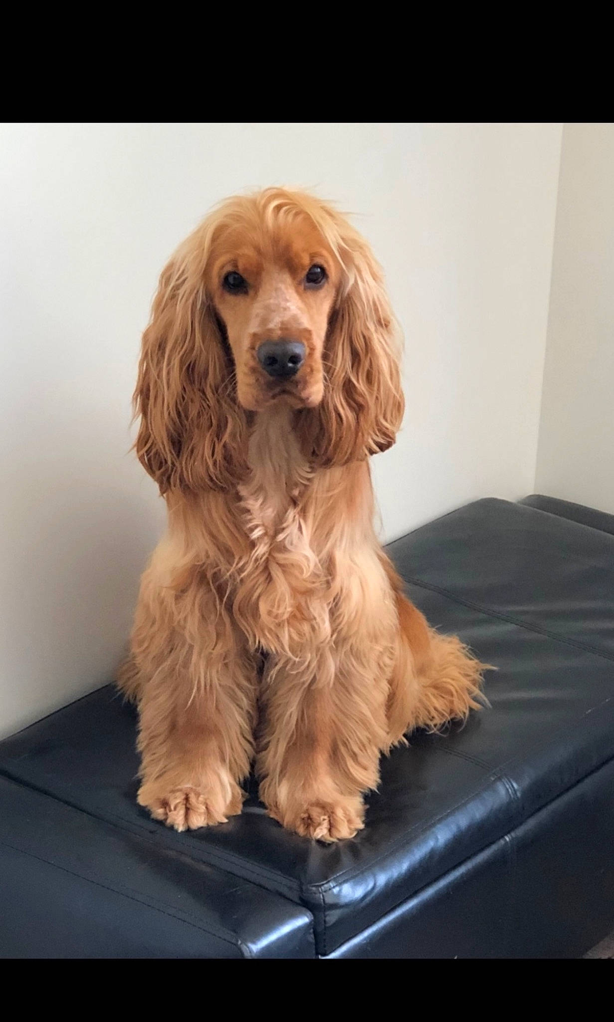 Rio a rejoint le concours — aidez-le/la à gagner de superbes lots ! canidae, carnivore, companion_dog, dog, dog_breed, fawn, fur, gun_dog, liver, pet_supply, snout, spaniel, sporting_group, wood, working_animal