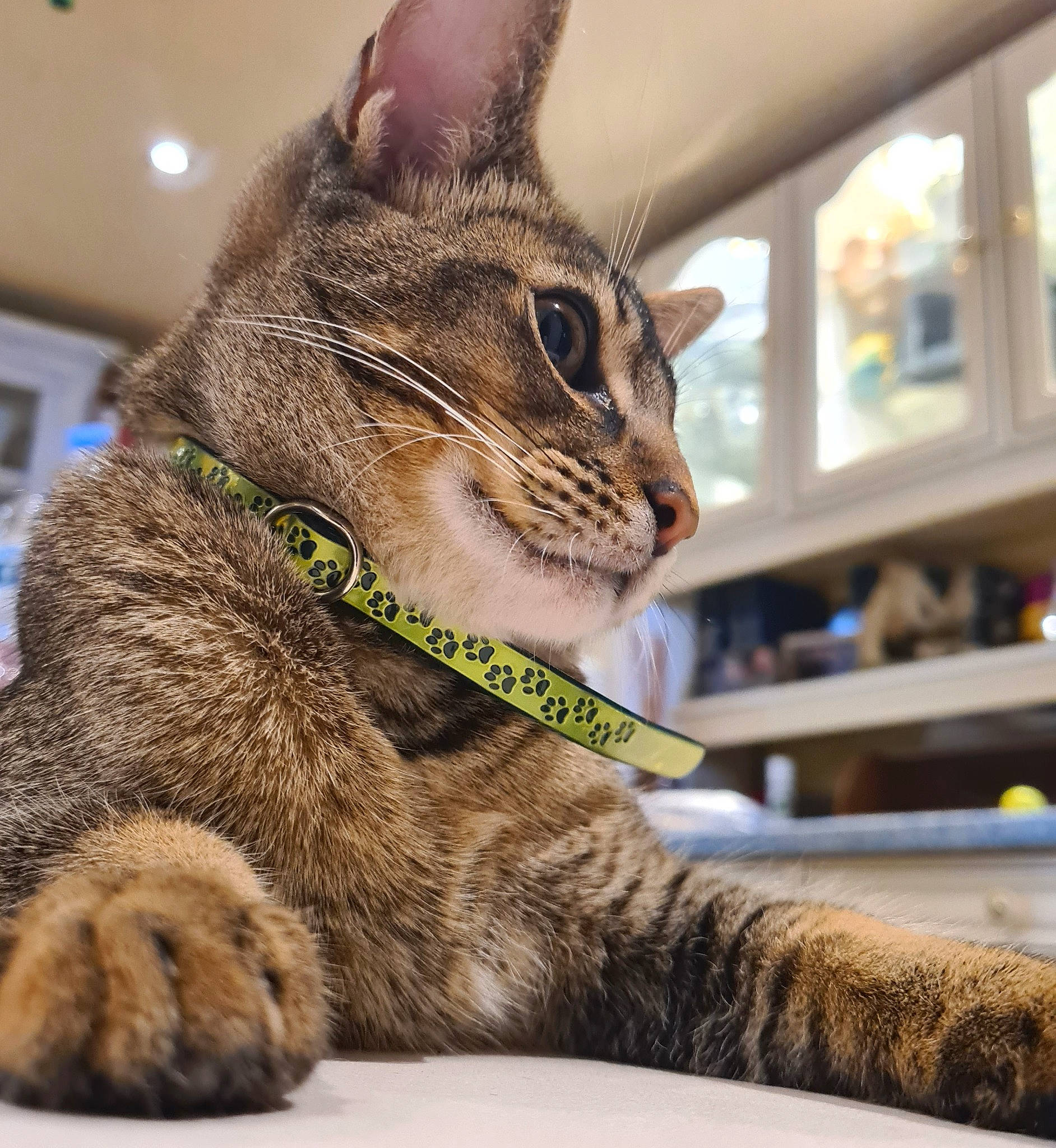 Némésis participe au concours pour gagner de l'argent avec cette photo : carnivore, cat, cat_supply, claw, collar, comfort, domestic_short_haired_cat, felidae, fur, mammal, paw, pet_supply, sitting, small_to_medium_sized_cats, snout, terrestrial_animal, vertebrate, whiskers