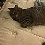 cat, tabby, sleeping, mattress, beige, indoor, pet, feline, resting, cozy, striped, animal, fur, whiskers, relaxed, home, soft, comfort, laying, quiet