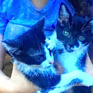 Liliana Jordan is registered to the contest to win money with this photo: kitten, cat, black_and_white, animal, pet, feline, young_animal, cute, fur, whiskers, ears, person, arms, holding, blue_shirt, indoor, close_up, two_animals, companions, cuddle