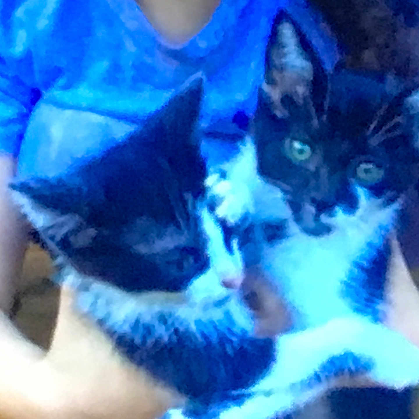 Liliana Jordan is registered to the contest to win money with this photo: animal, arms, black_and_white, blue_shirt, cat, close_up, companions, cuddle, cute, ears, feline, fur, holding, indoor, kitten, person, pet, two_animals, whiskers, young_animal