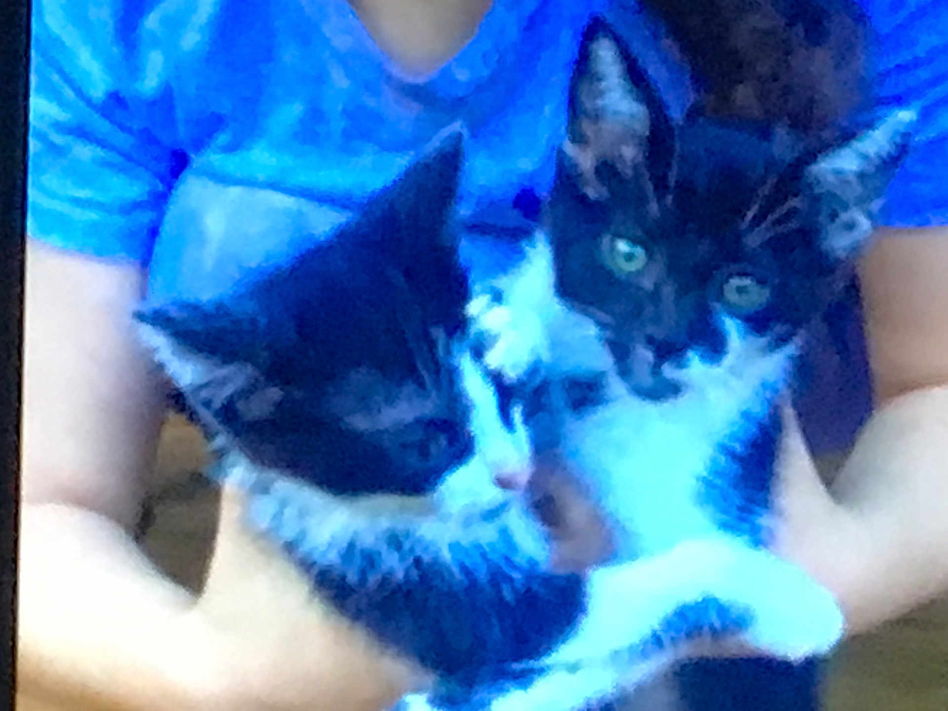 Liliana Jordan is registered to the contest to win money with this photo: kitten, cat, black_and_white, animal, pet, feline, young_animal, cute, fur, whiskers, ears, person, arms, holding, blue_shirt, indoor, close_up, two_animals, companions, cuddle