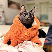 Dream is registered to the contest to win money with this photo: animal, black_cat, blurred_background, cat, close_up, clothing, cozy, curious, cute, domestic, feline, furry, indoor, orange_hoodie, pet, portrait, resting, soft_texture, warm_colors, wide_eyes
