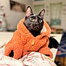 animal, black_cat, blurred_background, cat, close_up, clothing, cozy, curious, cute, domestic, feline, furry, indoor, orange_hoodie, pet, portrait, resting, soft_texture, warm_colors, wide_eyes