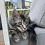 Aiko participe au concours pour gagner de l'argent avec cette photo : animal, cat, chair, closeup, curious, cushion, ears, eyes, fluffy, furniture, gray_cat, kitten, outdoor, pet, relaxing, resting, tabby, tail, whiskers, young_cat