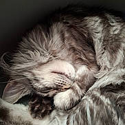 Aiko participe au concours pour gagner de l'argent avec cette photo : cat, sleeping, curled_up, tabby, fluffy, paw, fur, close_up, cozy, resting, animal, pet, whiskers, indoor, cute, peaceful, soft, relaxed, mammal, feline