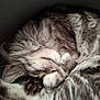 cat, sleeping, curled_up, tabby, fluffy, paw, fur, close_up, cozy, resting, animal, pet, whiskers, indoor, cute, peaceful, soft, relaxed, mammal, feline
