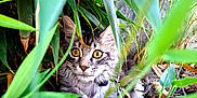 Aiko participe au concours pour gagner de l'argent avec cette photo : cat, tabby, animal, pet, outdoor, greenery, plants, leaves, nature, fur, eyes, whiskers, curious, wildlife, closeup, ground, playful, kitten, camouflage, adventure