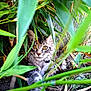 cat, tabby, animal, pet, outdoor, greenery, plants, leaves, nature, fur, eyes, whiskers, curious, wildlife, closeup, ground, playful, kitten, camouflage, adventure