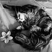 Aiko participe au concours pour gagner de l'argent avec cette photo : animal, bed, black_and_white, blanket, cat, cozy, cute, domestic_animal, feline, flower, fur, indoor, paw, pet, relaxed, resting, sleeping, soft, striped, whiskers