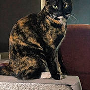 Kiki joined the competition — help win amazing prizes! cat, tortoiseshell_cat, sitting, furniture, couch, indoor, pet, whiskers, green_eyes, fur, paws, domestic_animal, animal, mammal, curious, looking, resting, cozy, home, feline