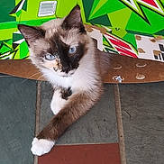 Momma Baby is registered to the contest to win money with this photo: cat, blue_eyes, mountain_dew_box, cardboard, floor_tiles, curious, pet, animal, indoor, resting, playful, feline, brown_and_white, cute, kitten, paws, close_up, domestic_cat, looking_up, whiskers