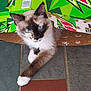 cat, blue_eyes, mountain_dew_box, cardboard, floor_tiles, curious, pet, animal, indoor, resting, playful, feline, brown_and_white, cute, kitten, paws, close_up, domestic_cat, looking_up, whiskers