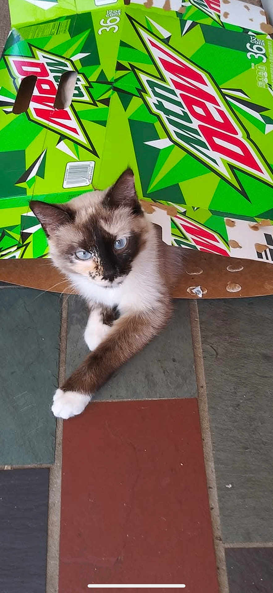 Momma Baby is registered to the contest to win money with this photo: cat, blue_eyes, mountain_dew_box, cardboard, floor_tiles, curious, pet, animal, indoor, resting, playful, feline, brown_and_white, cute, kitten, paws, close_up, domestic_cat, looking_up, whiskers