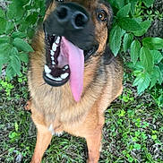 Bear joined the competition — help win amazing prizes! dog, tongue, happy, outdoor, greenery, grass, leaves, canine, pet, nature, playful, animal, fur, smiling, excited, muzzle, ears, walking, tongue_out, closeup