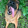 dog, tongue, happy, outdoor, greenery, grass, leaves, canine, pet, nature, playful, animal, fur, smiling, excited, muzzle, ears, walking, tongue_out, closeup
