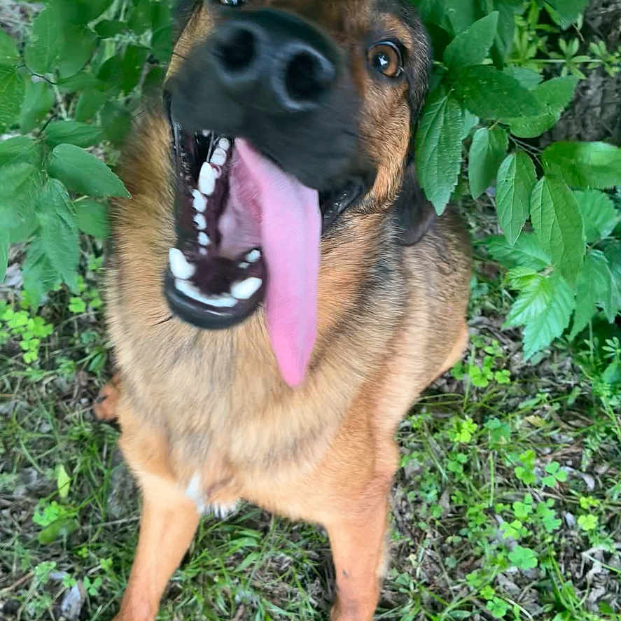 Bear joined the competition — help win amazing prizes! dog, tongue, happy, outdoor, greenery, grass, leaves, canine, pet, nature, playful, animal, fur, smiling, excited, muzzle, ears, walking, tongue_out, closeup