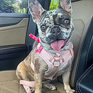 Dior is registered to the contest to win money with this photo: dog, french_bulldog, pet, car_seat, harness, pink_bow, leather_seat, animal, tongue_out, happy, cute, brindle, indoor, vehicle, seatbelt, companion, canine, portrait, small_dog, smiling
