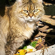 L.a participe au concours pour gagner de l'argent avec cette photo : animal, autumn, cat, closeup, eyes, fur, greenery, ground, leaf, mammal, nature, outdoor, pet, plant, rock, serious, sunlight, tabby, whiskers, wildlife