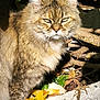 animal, autumn, cat, closeup, eyes, fur, greenery, ground, leaf, mammal, nature, outdoor, pet, plant, rock, serious, sunlight, tabby, whiskers, wildlife