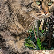 Locks participe au concours pour gagner de l'argent avec cette photo : animal, cat, close_up, closeup, cute, feline, focus, fur, green_eyes, mammal, nature, outdoor, paws, pet, plants, portrait, tabby, tree_bark, whiskers, wildlife