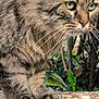 animal, cat, close_up, closeup, cute, feline, focus, fur, green_eyes, mammal, nature, outdoor, paws, pet, plants, portrait, tabby, tree_bark, whiskers, wildlife