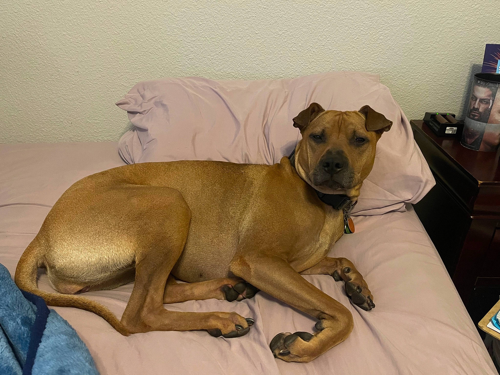 Brownie is registered to the contest to win money with this photo: ancient_dog_breeds, bored, canidae, carnivore, collar, comfort, companion_dog, dog, dog_breed, dog_supply, fawn, non_sporting_group, paw, pet_supply, snout, sporting_group, tail, terrestrial_animal, whiskers, working_animal