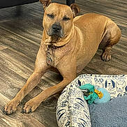 Brownie is registered to the contest to win money with this photo: dog, tan_dog, pet, floor, wooden_floor, dog_bed, toy, stretching, relaxed, indoor, collar, ears, paws, nails, furniture_leg, comfort, home, animal, mammal, resting