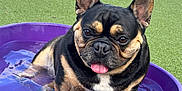 Papito is registered to the contest to win money with this photo: animal, canine, close_up, cute, dog, domestic_animal, ears, french_bulldog, fun, green_turf, outdoor, pet, pet_pool, playful, pool, purple, sitting, summer, tongue_out, water